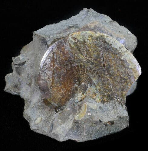 Sphenodiscus Ammonite - South Dakota #60242